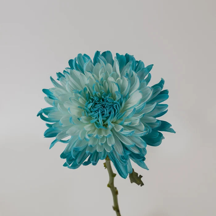 Light Blue Tinted Wedding Cremon Mum Stem - Image