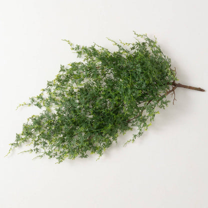 Hanging Mini Fern
