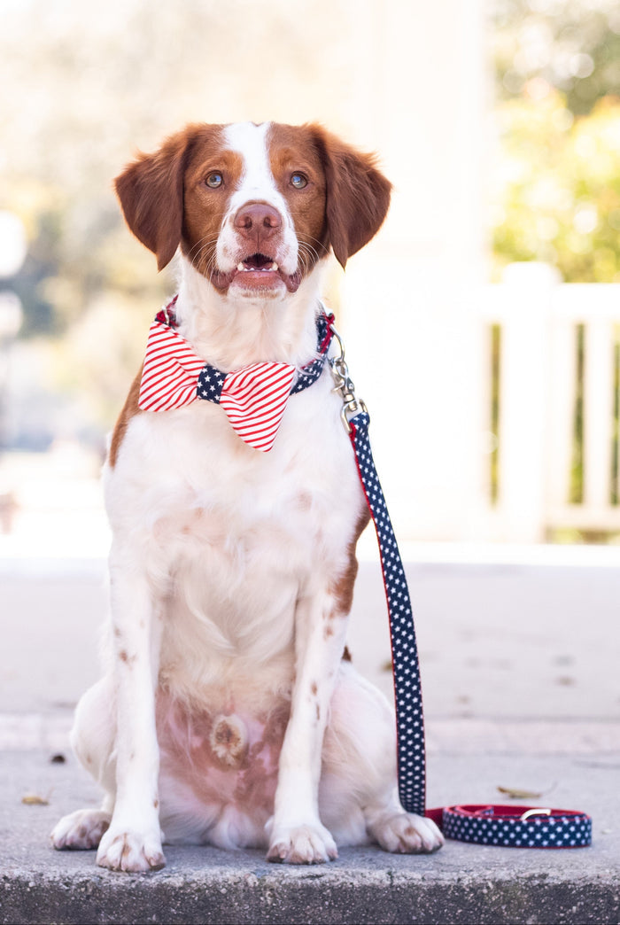 A brown and white dog sits on a sidewalk wearing a red and white striped bow tie with a blue center section covered in white stars, resembling the American flag. The dog is also attached to a navy blue leash with white stars, completing a patriotic look.