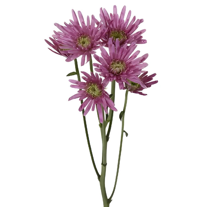 Pinky Lavender Novelty Pom Flower