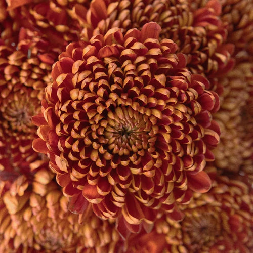Bronze Football Mum Flower Close Up - Image