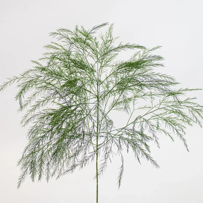 Green Tree Fern Greenery Stem