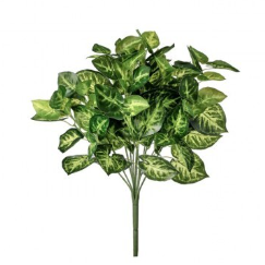 UV TREATED NEPHTYTUS BUSH