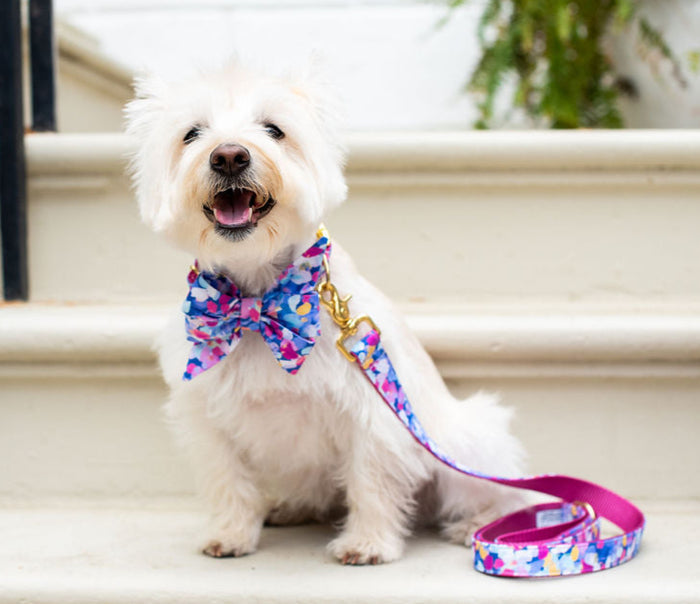 A joyful small white dog with a fluffy coat wearing a vibrant floral bow tie collar and matching leash, which is fastened with a shiny gold clip. The leash has a vivid pink interior, and both accessories feature a multicolor design with abstract floral shapes. The dog sits upright on light-colored steps, with a backdrop of greenery and a white building wall.