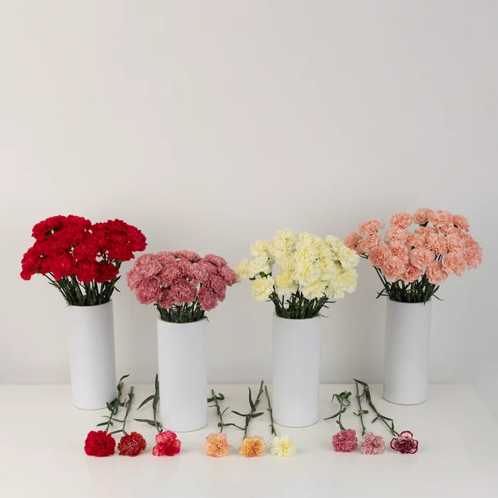 Wholesale Bulk Carnations 100 Stems Your Colors Close Up - Image