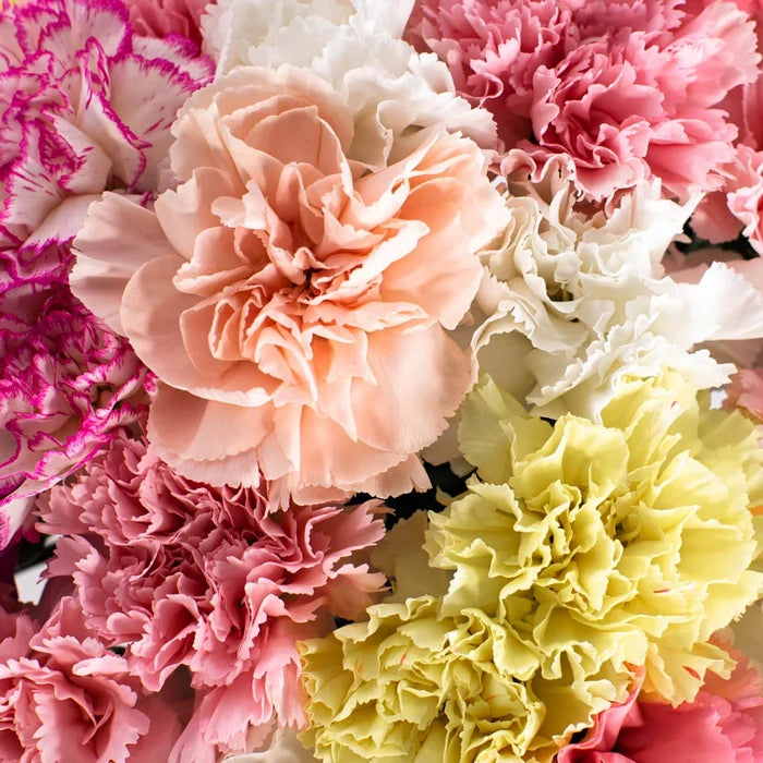 Wholesale Bulk Carnations 100 Stems Your Colors Stem - Image