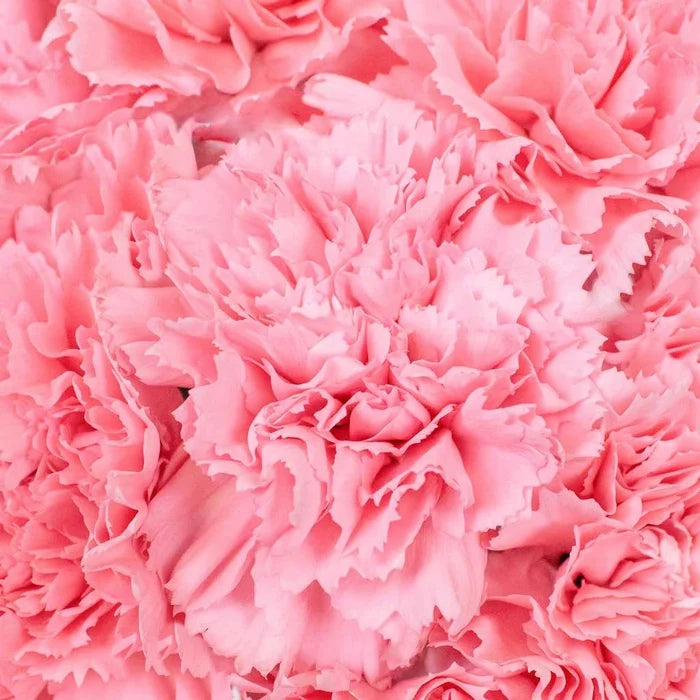 Wholesale Bulk Carnations 100 Stems Your Colors Vase - Image