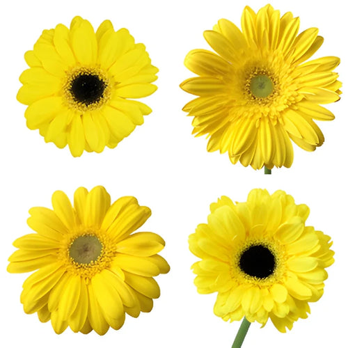 Yellow Gerbera Daisy Flower